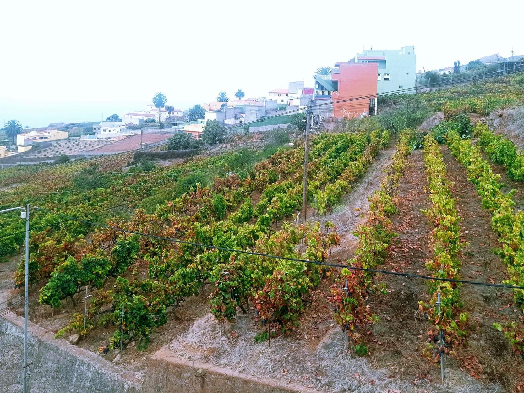 Live La Victoria Carril - Casa Acogedora Y Familiar Con Terraza Completa Villa La Victoria de Acentejo Bagian luar foto