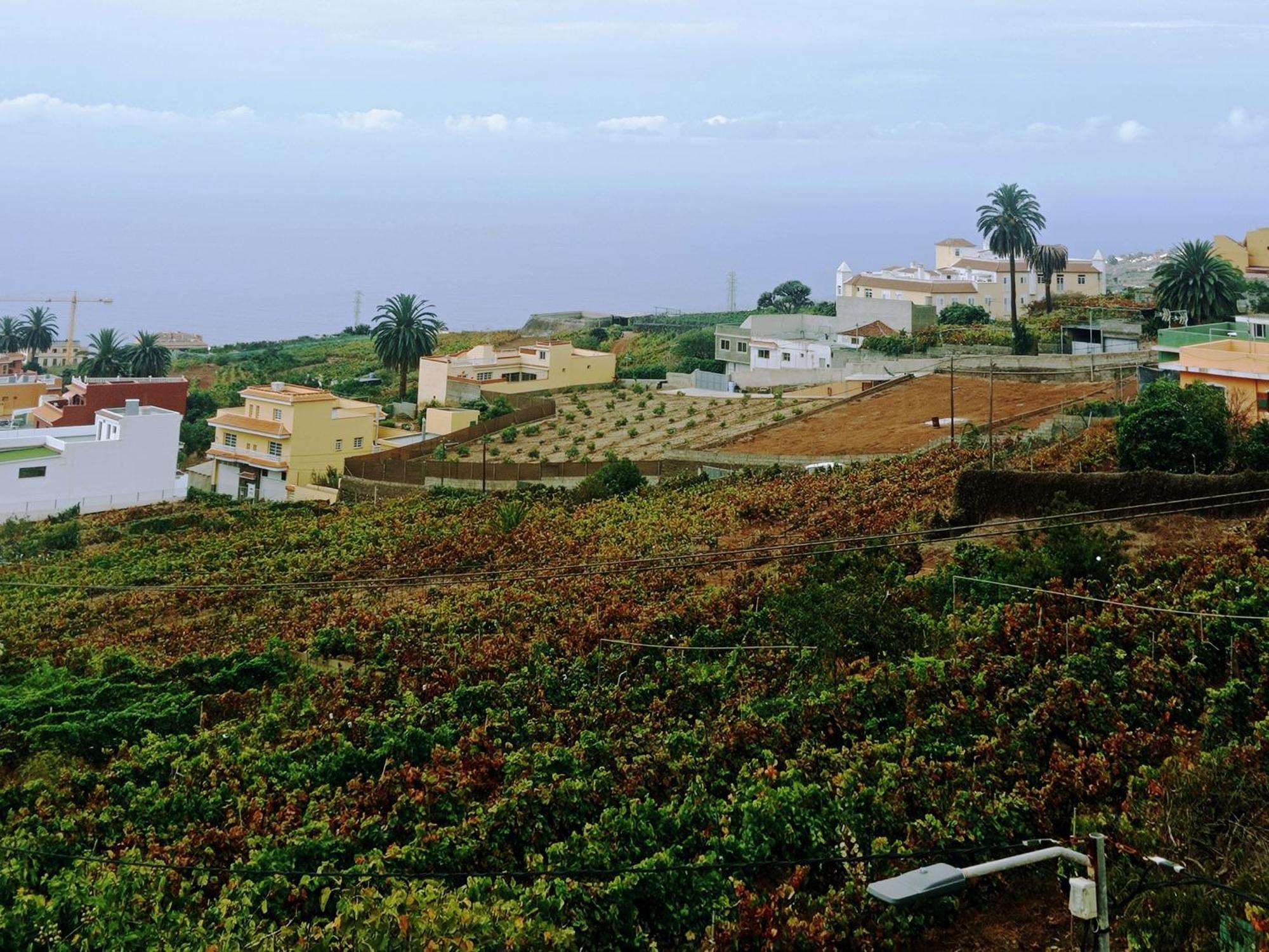 Live La Victoria Carril - Casa Acogedora Y Familiar Con Terraza Completa Villa La Victoria de Acentejo Bagian luar foto